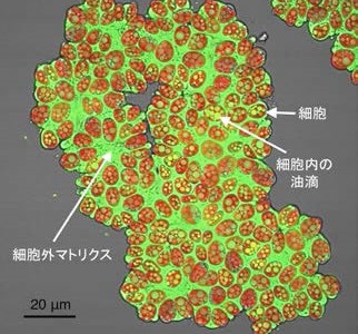 東京大学　微細緑藻の研究で成果、バイオ燃料生産の効率化に期待
