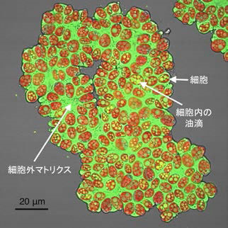 東京大学　微細緑藻の研究で成果、バイオ燃料生産の効率化に期待