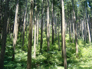 島根県が進める木質バイオマス発電事業、シンジケートローンで35億円調達