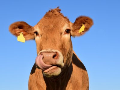 家畜の糞尿をLPガスへ転換する技術開発に成功！！